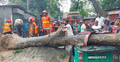 ঝড়ে গাছ উপড়ে অটোরিকশার ওপর, চালক নিহত