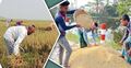 বৈশাখের প্রথম দিন থেকে ফসল ঘরে তুলছেন কৃষকরা