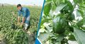 ক্যাপসিকাম চাষে ঝুঁকছেন ভোলার কৃষকরা