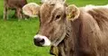 মৃত ব্যক্তির নামে কোরবানি করলে মাংস সদকা করে দিতে হবে?