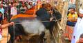 কোরবানির গরু হাত বদল হলেই দাম বেড়ে যায় ১০-১৫ হাজার টাকা