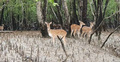সুন্দরবনে হরিণ শিকারের ফাঁদ জমা দিলে মিলবে পুরস্কার