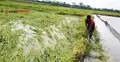 দক্ষিণে কৃষিতে ব্যাপক ক্ষতি, সংকটে ৪১ হাজার কৃষক