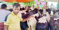 গরুর হাটে বাছুর কেনা-বেচার মহোৎসব
