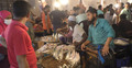 এককেজি সাইজের ইলিশ মিলছে না দুই হাজারের কমে