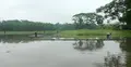 ভোলায় বৃষ্টিতে তলিয়ে গেছে আমনের বীজতলা, কৃষকদের মাথায় হাত