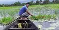 নটডাঙ্গা বিলের শাপলা আর পুঁটি মাছের ঝোল