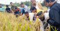 কৃষকদের ধান কেটে ঘরে তুলে দিচ্ছেন বিএনপি নেতাকর্মীরা