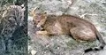 বন বিড়াল প্রকৃতির এক অজানা সহযোদ্ধা
