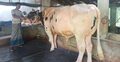 ৩০ মণের ‘ফণী-২’ প্রতিদিন খাবার খায় ৭০ কেজি, দাম ১৫ লাখ