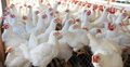 গরমে মরছে মুরগি, আগস্টে ‘মারাত্মক’ দাম বাড়ার শঙ্কা