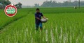 সার বিক্রেতাদের ভ্যাট, কীটনাশক আমদানিতে আগাম কর অব্যাহতি
