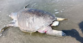 সৈকতে ভেসে এলো ডিমওয়ালা মৃত কচ্ছপ