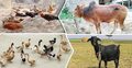জ্যৈষ্ঠ মাসে প্রাণিসম্পদের যত্নে করণীয়
