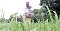 সার তুলছেন না ডিলার, সংকটে কৃষক