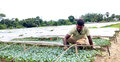 কুমিল্লায় ২২ কোটি টাকার সবজির চারা বিক্রির আশা