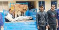 গরু-ছাগলসহ আটক দুজনকে গণধোলাই, পরে পুলিশে সোপর্দ