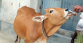 নিয়ম করে চা পান করে গরু, না পেলে হয় টালমাটাল