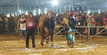 র‌্যাম্প শো’র মধ্য দিয়ে শেষ হলো গরুমেলা