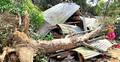 কুমিল্লায় কালবৈশাখি ঝড়ে গাছচাপায় নারীর মৃত্যু