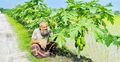 রাস্তার পাশে ৪০০ পেঁপে গাছ লাগিয়ে আলতাফের বাজিমাৎ