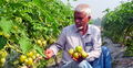 ফেনীতে টমেটো চাষে ব্যাপক লাভের আশা কৃষকের