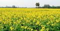 আগৈলঝাড়ায় সরিষার বাম্পার ফলনের আশা