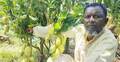 নার্সারি শ্রমিক নূর ইসলাম এখন সফল আম চাষি