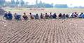 মানিকগঞ্জে হালি পেঁয়াজের চারা রোপণের ধুম