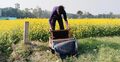মানিকগঞ্জে সরিষা ও মধুতে লাভবান চাষিরা
