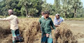 মানিকগঞ্জে খেসারি কালাই ঘরে তুলতে ব্যস্ত কৃষক