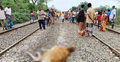 ট্রেনে কাটা পড়ে মারা গেলো ৫ গরু, শোকে মুহ্যমান বৃদ্ধ