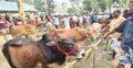 বড় গরুতে লাভের আশায় গুড়েবালি