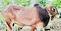 কুমিল্লায় বিভিন্ন স্থানে কোরবানির গরু চুরি