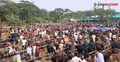 হাতিয়ায় ছোট গরুর বড় বাজার