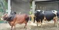 ১৮ মণের ‘ভয়ংকর’ ও ১৭ মণের ‘বাদশা বাবু’র দাম ১৬ লাখ