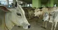 কলকাতায় এবার বসেনি সবচেয়ে বড় গরুর হাট