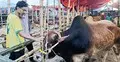 হাট ঘুরে দাম যাচাই করছেন ক্রেতারা, ছোট-মাঝারি গরুতেই বেশি আগ্রহ