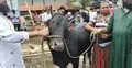‘বাড়ি থেকে বউ ফোন দিচ্ছে গরু নিয়ে ফিরে আসো’