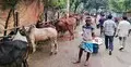 পশুর হাটে ক্রেতা কম, দাম ছাড়ছেন না বিক্রেতারা