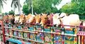 কোন হাটে যাবে কোরবানির পশু, ট্রাকে লিখতে হবে নাম-ঠিকানা