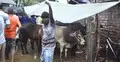 এবার গরু কিনতে গুনতে হচ্ছে ২০-৩০ শতাংশ বাড়তি টাকা