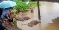 রাঙ্গামাটিতে পাহাড়ি ঢলে ভেসে গেলো ৮ গরু