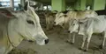 পশ্চিমবঙ্গে প্রকাশ্যে পশু জবাই নিষিদ্ধ