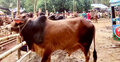 জমে উঠছে পশুর হাট, চাহিদা বেশি মাঝারি গরুর