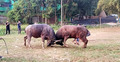 মহিষের লড়াই দেখতে দর্শকদের ভিড়