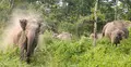 রামুতে বন্যহাতির আক্রমণে মা-মেয়ের মৃত্যু