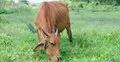 গৃহপালিত পশু কোরবানির নিয়ত করার পর নিয়ত পরিবর্তন করা যাবে?