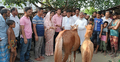কর্মসংস্থান সৃষ্টিতে অসহায়দের ঘোড়া উপহার
