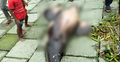 মেঘনায় ভেসে এলো মৃত ডলফিন